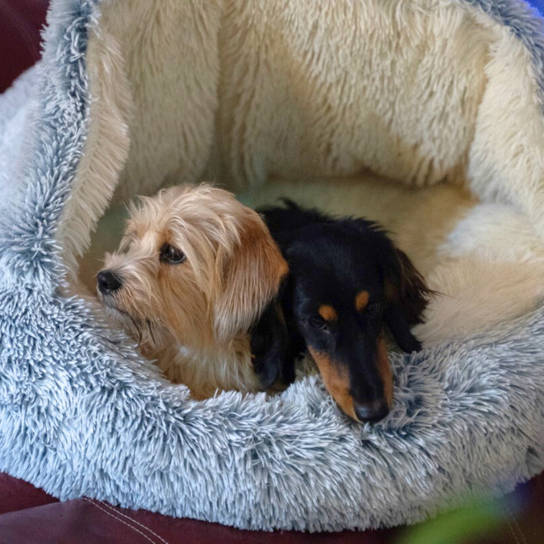 CozyCave Pet Bed – The Ultimate Comfort for Your Pet PawsMagics